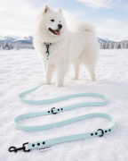Pies pozujący wraz ze smyczą wodoodporną przepinaną w kolorze pastelowo niebieskim Model Woofy Leash Lock ShelbyPets  (11).png