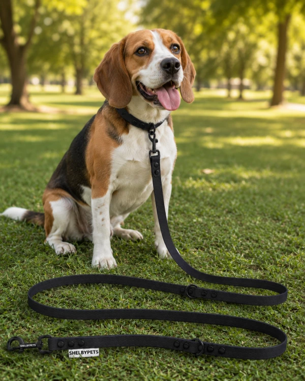Pies pozujący wraz ze smyczą wodoodporną przepinaną w kolorze czarnym Model Woofy Leash Lock ShelbyPets  (4).png