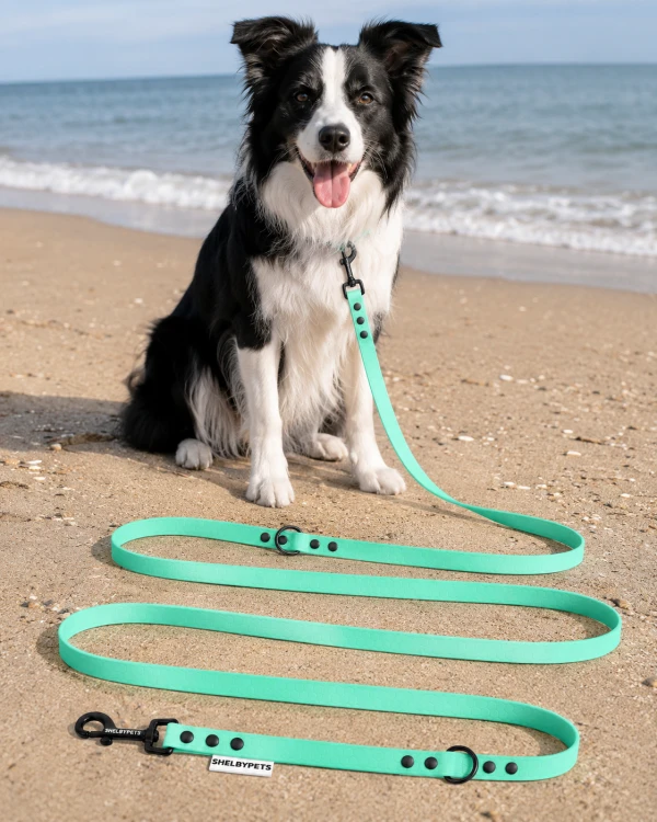 Pies pozujący wraz ze smyczą wodoodporną przepinaną w kolorze karaibsko-zielonym Model Woofy Leash Lock ShelbyPets  (10).png