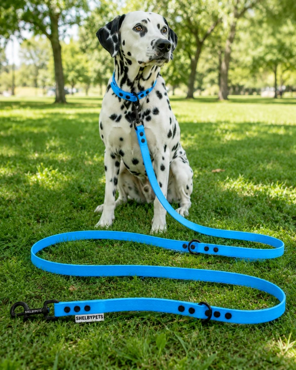 Pies pozujący wraz ze smyczą wodoodporną przepinaną w kolorze niebieskim Model Woofy Leash Lock ShelbyPets  (12).png