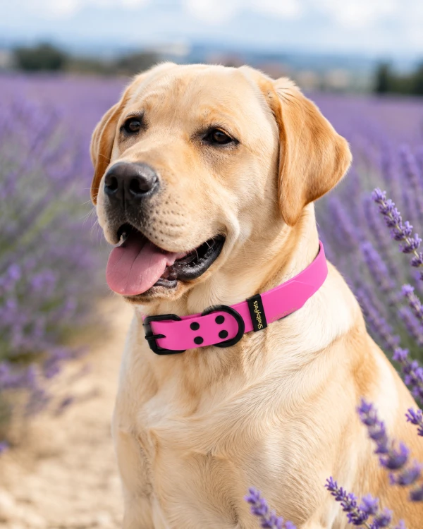 Pies w obroży Shelby Luxury Leather Collar ShelbyPets (3).png