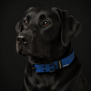 Zdjęcie psa w obroży skórzanej ShelbyPets - Shelby Luxury Leather Collar (2).png