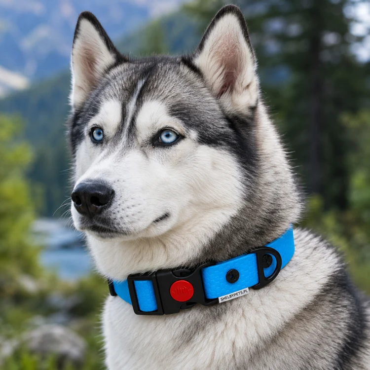PIES POZUJĄCY W OBROŻY WODOODPORNEJ WOOFY SAFE LOCK  W KOLORZE  NIEBIESKIM.png