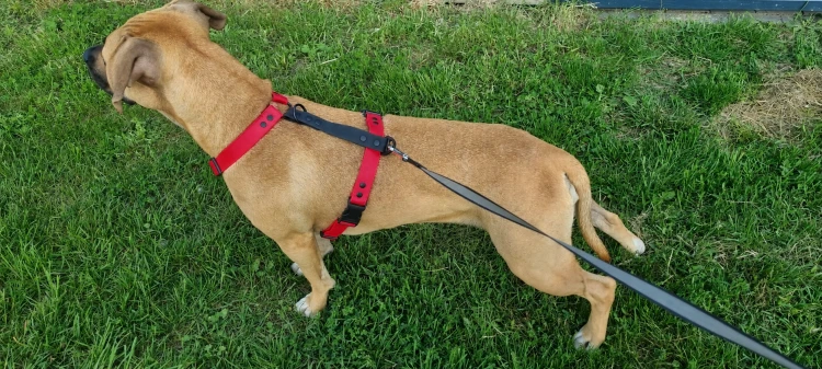 SZELKI WOOFY HARNESS NA PIESKU - KOLOR CZERWONY (2).png