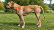 SZELKI WOOFY HARNESS NA PIESKU - KOLOR POMARAŃCZOWY.png