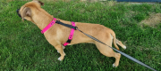 SZELKI WOOFY HARNESS NA PIESKU - KOLOR RÓŻOWY (2).png