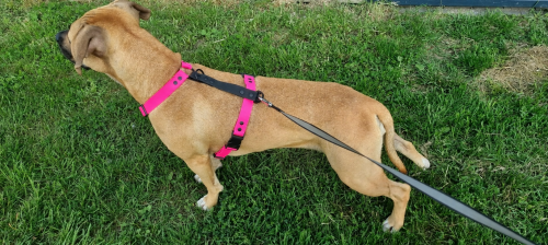SZELKI WOOFY HARNESS NA PIESKU - KOLOR RÓŻOWY (2).png