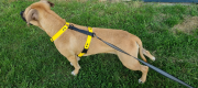 SZELKI WOOFY HARNESS NA PIESKU - KOLOR ŻÓŁTY (2).png