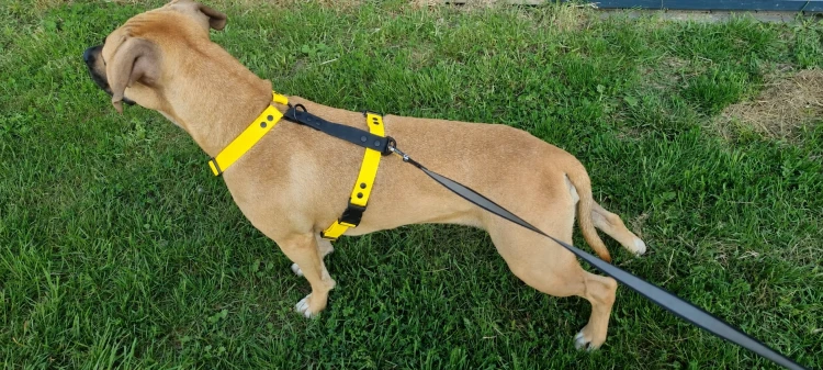 SZELKI WOOFY HARNESS NA PIESKU - KOLOR ŻÓŁTY (2).png