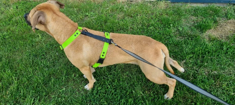 SZELKI WOOFY HARNESS NA PIESKU - KOLOR ZIELONY (2).png