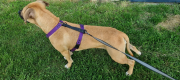 SZELKI WOOFY HARNESS NA PIESKU - KOLOR FIOLETOWY (2).png