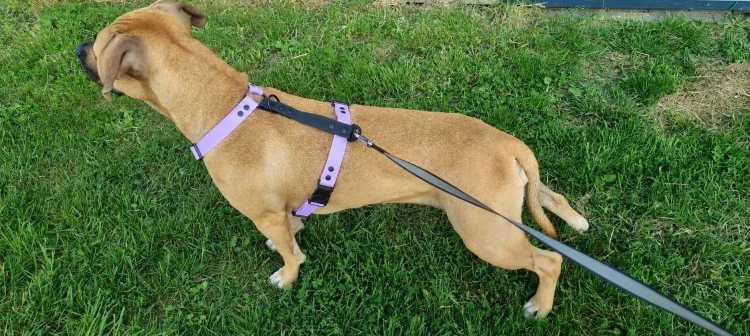 SZELKI WOOFY HARNESS NA PIESKU - KOLOR LAWENDOWY (2).png