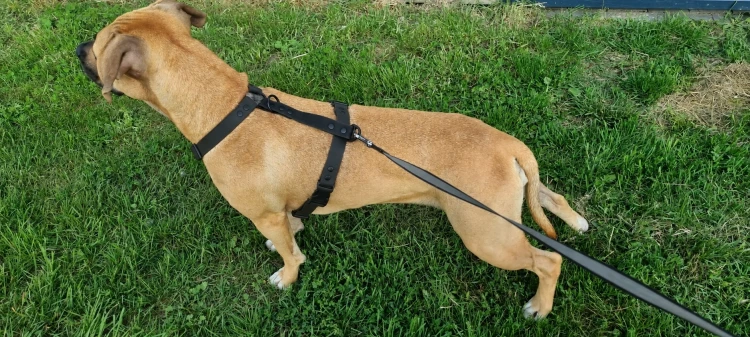 SZELKI WOOFY HARNESS NA PIESKU - KOLOR CZARNY.png