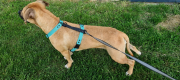 SZELKI WOOFY HARNESS NA PIESKU - KOLOR MIĘTOWY (2).png