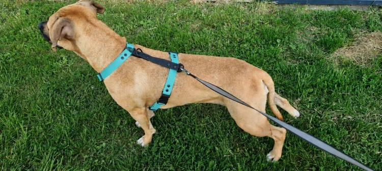 SZELKI WOOFY HARNESS NA PIESKU - KOLOR MIĘTOWY (2).png