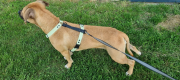 SZELKI WOOFY HARNESS NA PIESKU - KOLOR MIĘTOWO ZIELONY (2).png