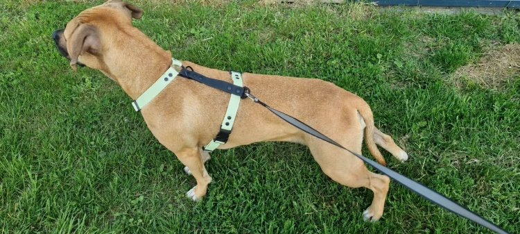 SZELKI WOOFY HARNESS NA PIESKU - KOLOR MIĘTOWO ZIELONY (2).png