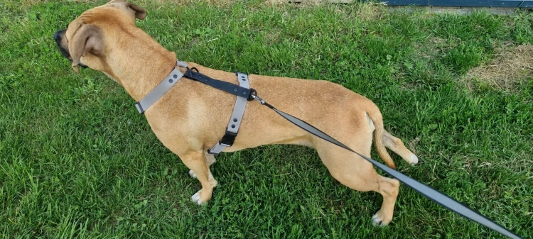 SZELKI WOOFY HARNESS NA PIESKU - KOLOR SZARY.png