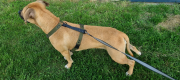 SZELKI WOOFY HARNESS NA PIESKU - KOLOR OLIWKOWY (2).png