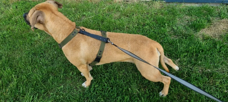 SZELKI WOOFY HARNESS NA PIESKU - KOLOR OLIWKOWY (2).png