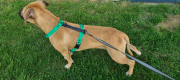 woofy harness karaibsko zielone.png