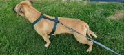 SZELKI WOOFY HARNESS NA PIESKU - KOLOR MYŚLIWSKO ZIELONY (2).png