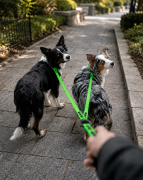 Psy wraz z dwójnikiem wodoodpornym hexa SHELBYPETS w kolorze - zielonym.png