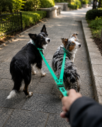 Psy wraz z dwójnikiem wodoodpornym hexa SHELBYPETS w kolorze - karaibsko zielonym.png